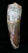 Large Spinosaurus Tooth - Nice Preservation #19608-1